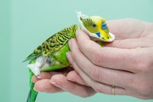 Когда нужно посетить ветеринарный кабинет: забота о вашем питомце