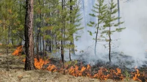 Опасности лесных пожаров: разрушительное влияние и меры предосторожности